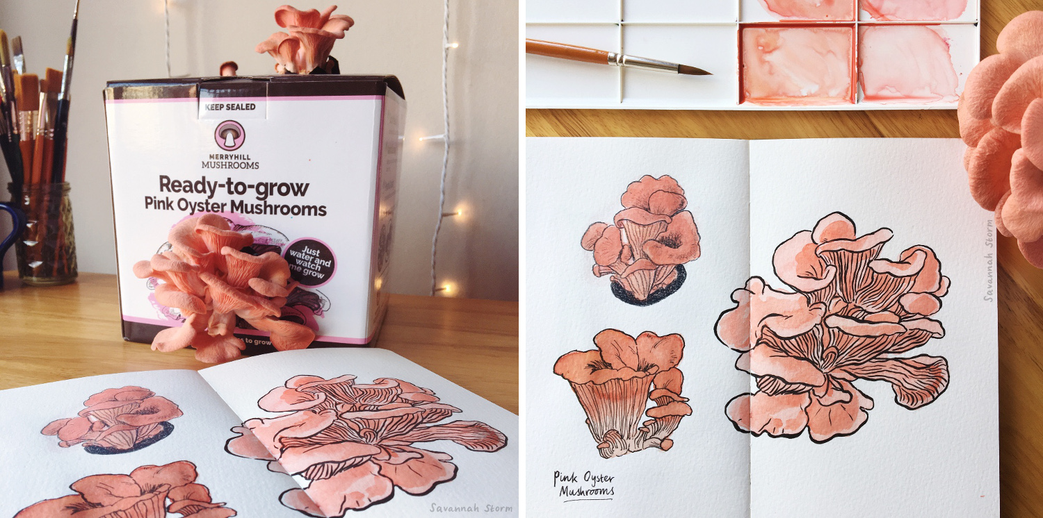 Sketchbook pages showing the work in progress of creating hand drawn illustrations of pink oyster mushrooms.