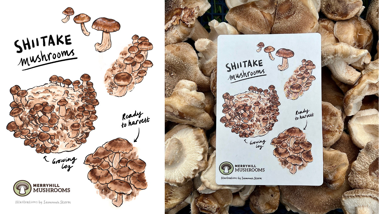 Infographic showing various illustrations of shiitake mushrooms, labelled with handwritten typography. Printed onto a postcard.